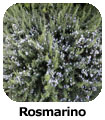 Rosmarino